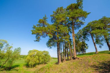 Bahar fotoğrafçılığı, çam ormanı, daima yeşil çam. Ölümsüzlüğün ve canlılığın sembolü. Ağaçların arasında yere düşen konilerle kaplı rahat bir orman alanı.