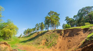 Bahar fotoğrafçılığı, çam ormanı, daima yeşil çam. Ölümsüzlüğün ve canlılığın sembolü. Ağaçların arasında yere düşen konilerle kaplı rahat bir orman alanı.