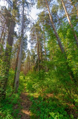 Bahar fotoğrafçılığı, çam ormanı, çam direği direkleri ormanı yüzyıllardır koruyan askerler gibi çam ağaçları. Çam ağacı ölümsüzlüğün ve canlılığın sembolüdür. 