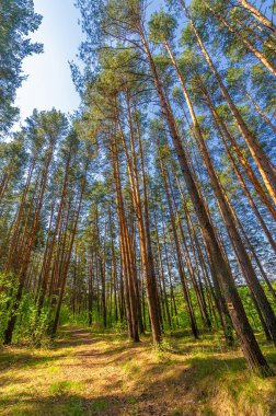 Bahar fotoğrafçılığı, çam ormanı, çam direği direkleri ormanı yüzyıllardır koruyan askerler gibi çam ağaçları. Çam ağacı ölümsüzlüğün ve canlılığın sembolüdür. 