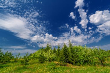 Geniş açılı bir mercekle çekilmiş bahar fotoğrafı, çam ormanlarında açan elma ağaçları, kar beyazı meyve ağaçları, Moldova parlak yeşil trovası, sarı karahindiba çiçekleri.