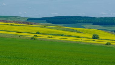 Kolza tohumu (Brassica napus subsp. Petrol zengini tohumlar sayesinde yetişen parlak sarı çiçekli kanola, önemli bir sebze yağı kaynağı ve protein unu kaynağıdır..
