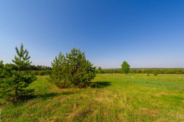 Bahar fotoğrafçılığı, çam ormanı, daima yeşil çam. Ölümsüzlüğün ve canlılığın sembolü. Düşen koni ve kozalaklarla benekli ağaçlar arasında rahat bir orman alanı.