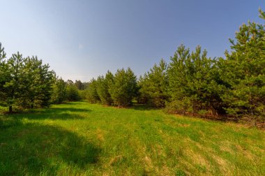 Bahar fotoğrafçılığı, çam ormanı, daima yeşil çam. Ölümsüzlüğün ve canlılığın sembolü. Düşen koni ve kozalaklarla benekli ağaçlar arasında rahat bir orman alanı.