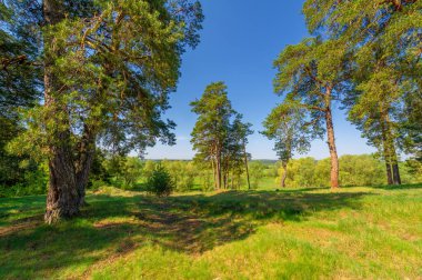 Bahar fotoğrafçılığı, çam ormanı, daima yeşil çam. Ölümsüzlüğün ve canlılığın sembolü. Ağaçların arasında yere düşen konilerle kaplı rahat bir orman alanı.