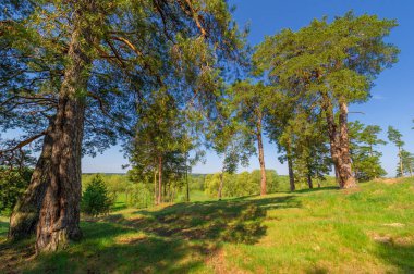 Bahar fotoğrafçılığı, çam ormanı, daima yeşil çam. Ölümsüzlüğün ve canlılığın sembolü. Ağaçların arasında yere düşen konilerle kaplı rahat bir orman alanı.