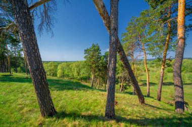 Bahar fotoğrafçılığı, çam ormanı, daima yeşil çam. Ölümsüzlüğün ve canlılığın sembolü. Ağaçların arasında yere düşen konilerle kaplı rahat bir orman alanı.
