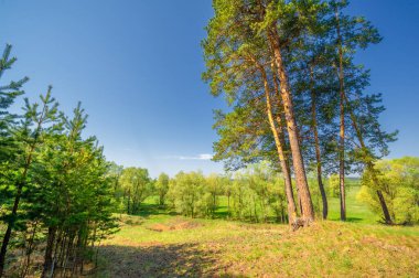 Bahar fotoğrafçılığı, çam ormanı, daima yeşil çam. Ölümsüzlüğün ve canlılığın sembolü. Ağaçların arasında yere düşen konilerle kaplı rahat bir orman alanı.