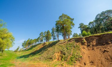Bahar fotoğrafçılığı, çam ormanı, daima yeşil çam. Ölümsüzlüğün ve canlılığın sembolü. Ağaçların arasında yere düşen konilerle kaplı rahat bir orman alanı.