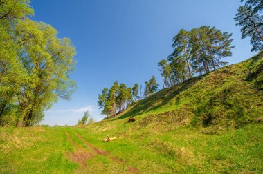 Bahar fotoğrafçılığı, çam ormanı, daima yeşil çam. Ölümsüzlüğün ve canlılığın sembolü. Ağaçların arasında yere düşen konilerle kaplı rahat bir orman alanı.