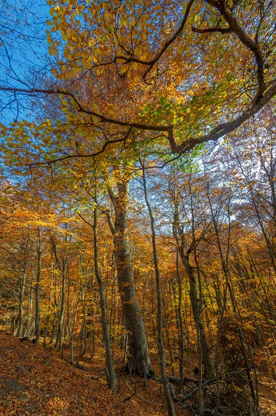 Autumn Photos Crimean Peninsula Beech Hornbeam Forests Forests Predominance Forest — Stock Photo, Image