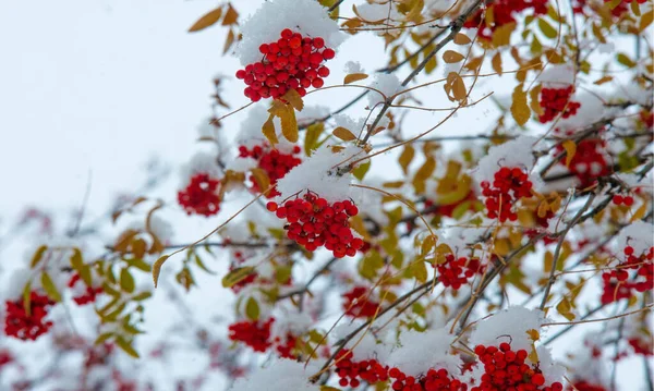 Paysage Automne Photographie Première Neige Est Tombée Sur Les Branches — Photo