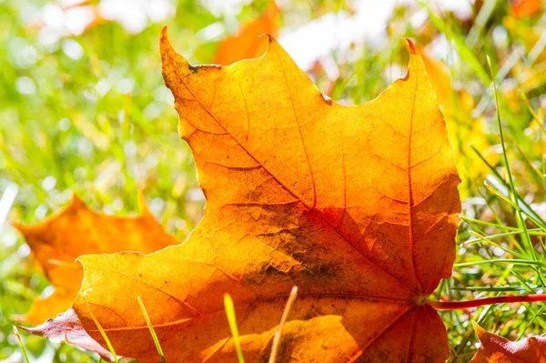 Fotografia Autunnale Foglie Gialle Rosse Sul Prato Questo Luogo Pieno — Foto Stock