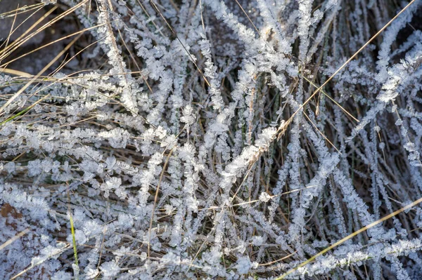 텍스처 풀밭에 서리가 내리고 기온이 어는점 아래로 떨어질 지면이나 표면에 — 스톡 사진
