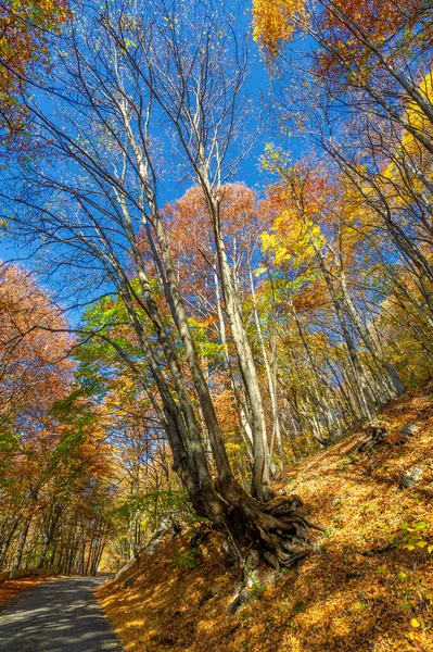 Otoño Fotos Península Crimea Vieja Carretera Encanto Del Estado Ánimo — Foto de Stock