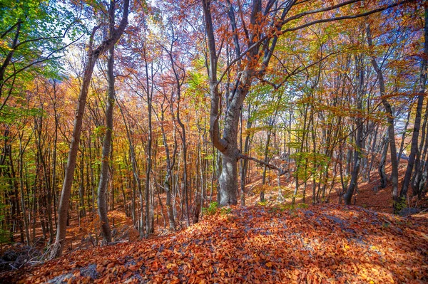 Herfst Foto Van Krim Schiereiland Beuken Haagbeuk Bossen Bossen Met — Stockfoto