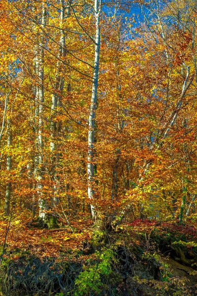 Herfst Foto Van Krim Schiereiland Beuken Haagbeuk Bossen Bossen Met — Stockfoto