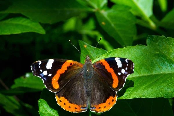 Vanessa Atalanta Den Röda Amiralen Eller Tidigare Den Röda Beundransvärda — Stockfoto