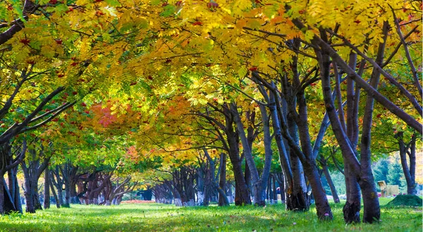 Herbstliche Landschaftsfotografie Eberesche Voller Schönheit Beleuchtet Von Den Farben Des — Stockfoto