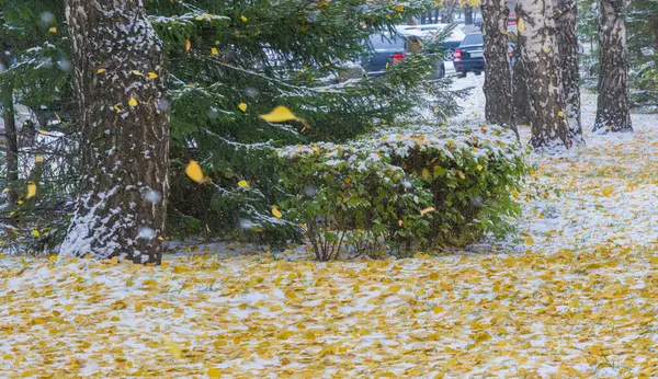 Der Nacht Bekamen Wir Den Ersten Schnee Der Saison Herbst — Stockfoto