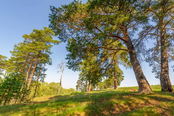 Frühlingsfotografie Kiefernwald Immergrüne Kiefern Ein Symbol Für Unsterblichkeit Und Lebendigkeit — Stockfoto