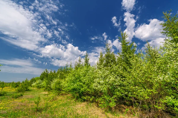 Wiosenne Zdjęcie Szerokokątnym Obiektywem Jabłonie Kwitną Sosnowym Lesie Śnieżnobiałe Drzewa — Zdjęcie stockowe