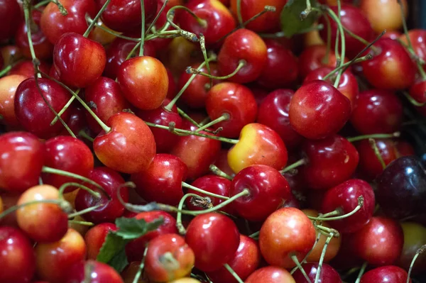 樱桃在美国 大多数甜樱桃生长在华盛顿 加利福尼亚 俄勒冈州 威斯康星州和密歇根州 重要的甜樱桃品种包括Bing Ulster Rainier Brooks Tulare — 图库照片