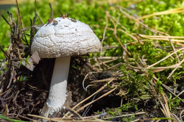 Fotografía Otoño Setas Latin Fungi Mycota Reino Vida Silvestre Uniendo —  Fotos de Stock