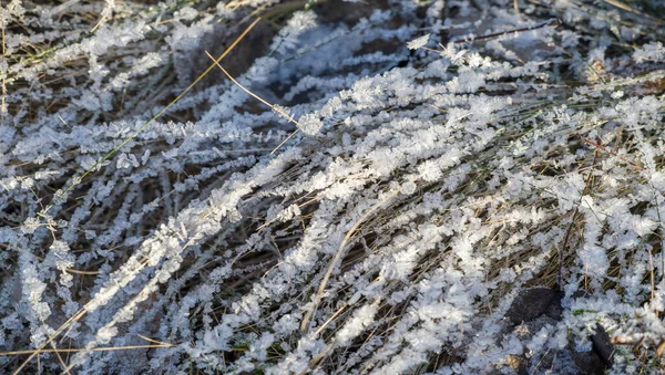 テクスチャの背景 パターン 草の小枝の上の霜 地面その他の表面に形成される小さな白い氷の結晶の堆積物で 温度が氷点下になると — ストック写真