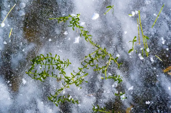 Patrón Textura Fondo Blanco Invierno Burbujas Aire Hielo Del Río — Foto de Stock