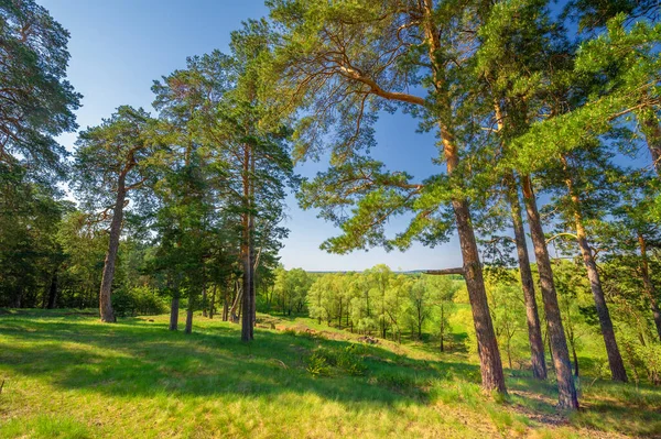 Frühlingsfotografie Kiefernwald Immergrüne Kiefern Ein Symbol Für Unsterblichkeit Und Lebendigkeit — Stockfoto