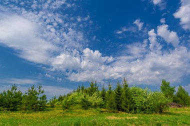 Geniş açılı bir mercekle çekilmiş bahar fotoğrafı, çam ormanlarında açan elma ağaçları, kar beyazı meyve ağaçları, Moldova parlak yeşil trovası, sarı karahindiba çiçekleri.
