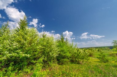 Geniş açılı bir mercekle çekilmiş bahar fotoğrafı, çam ormanlarında açan elma ağaçları, kar beyazı meyve ağaçları, Moldova parlak yeşil trovası, sarı karahindiba çiçekleri.