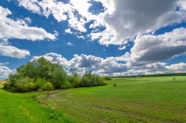 Bahar fotoğrafçılığı, yeşil bir tarlada mısır tohumu, yiyecek için tahıl, örneğin buğday, yulaf ya da mısır. Beyaz kabarık bulutlarda mavi gökyüzü