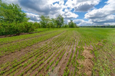 Bahar fotoğrafçılığı, yeşil bir tarlada mısır tohumu, yiyecek için tahıl, örneğin buğday, yulaf ya da mısır. Beyaz kabarık bulutlarda mavi gökyüzü