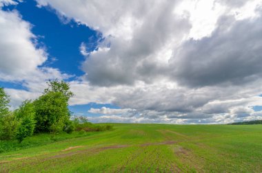 Bahar fotoğrafçılığı, yeşil bir tarlada mısır tohumu, yiyecek için tahıl, örneğin buğday, yulaf ya da mısır. Beyaz kabarık bulutlarda mavi gökyüzü
