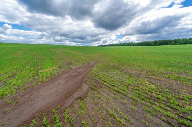 Bahar fotoğrafçılığı, yeşil bir tarlada mısır tohumu, yiyecek için tahıl, örneğin buğday, yulaf ya da mısır. Beyaz kabarık bulutlarda mavi gökyüzü