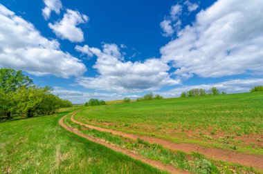 Bahar fotoğrafçılığı, yerel yol, yeşil bir tarlada mısır fideleri, yiyecek için kullanılan tahıllar, örneğin buğday, yulaf veya mısır. Beyaz kabarık bulutlarda mavi gökyüzü