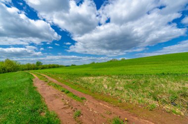 Bahar fotoğrafçılığı, yerel yol, yeşil bir tarlada mısır fideleri, yiyecek için kullanılan tahıllar, örneğin buğday, yulaf veya mısır. Beyaz kabarık bulutlarda mavi gökyüzü