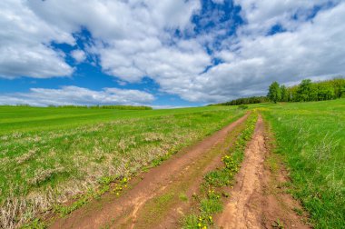 Bahar fotoğrafçılığı, yerel yol, yeşil bir tarlada mısır fideleri, yiyecek için kullanılan tahıllar, örneğin buğday, yulaf veya mısır. Beyaz kabarık bulutlarda mavi gökyüzü