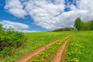 Bahar fotoğrafçılığı, yerel yol, yeşil bir tarlada mısır fideleri, yiyecek için kullanılan tahıllar, örneğin buğday, yulaf veya mısır. Beyaz kabarık bulutlarda mavi gökyüzü