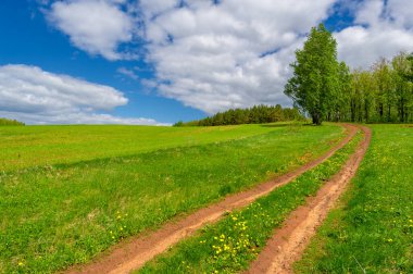 Bahar fotoğrafçılığı, yerel yol, yeşil bir tarlada mısır fideleri, yiyecek için kullanılan tahıllar, örneğin buğday, yulaf veya mısır. Beyaz kabarık bulutlarda mavi gökyüzü