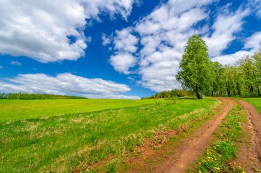 Bahar fotoğrafçılığı, yerel yol, yeşil bir tarlada mısır fideleri, yiyecek için kullanılan tahıllar, örneğin buğday, yulaf veya mısır. Beyaz kabarık bulutlarda mavi gökyüzü
