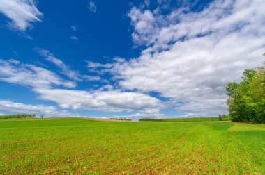 Bahar fotoğrafçılığı, yeşil bir tarlada mısır tohumu, yiyecek için tahıl, örneğin buğday, yulaf ya da mısır. Beyaz kabarık bulutlarda mavi gökyüzü