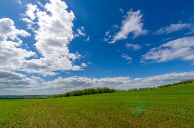 Bahar fotoğrafçılığı, yeşil bir tarlada mısır tohumu, yiyecek için tahıl, örneğin buğday, yulaf ya da mısır. Beyaz kabarık bulutlarda mavi gökyüzü