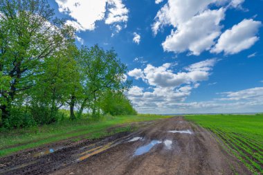 Bahar fotoğrafçılığı, yerel yol, yeşil bir tarlada mısır fideleri, yiyecek için kullanılan tahıllar, örneğin buğday, yulaf veya mısır. Beyaz kabarık bulutlarda mavi gökyüzü