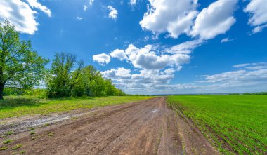 Bahar fotoğrafçılığı, yerel yol, yeşil bir tarlada mısır fideleri, yiyecek için kullanılan tahıllar, örneğin buğday, yulaf veya mısır. Beyaz kabarık bulutlarda mavi gökyüzü