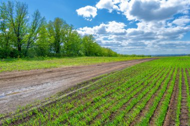 Bahar fotoğrafçılığı, yerel yol, yeşil bir tarlada mısır fideleri, yiyecek için kullanılan tahıllar, örneğin buğday, yulaf veya mısır. Beyaz kabarık bulutlarda mavi gökyüzü