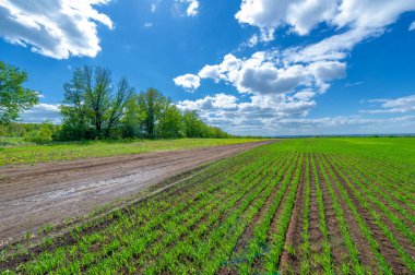 Bahar fotoğrafçılığı, yerel yol, yeşil bir tarlada mısır fideleri, yiyecek için kullanılan tahıllar, örneğin buğday, yulaf veya mısır. Beyaz kabarık bulutlarda mavi gökyüzü