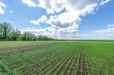 Bahar fotoğrafçılığı, yeşil bir tarlada mısır tohumu, yiyecek için tahıl, örneğin buğday, yulaf ya da mısır. Beyaz kabarık bulutlarda mavi gökyüzü